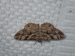 Peribatodes secundaria