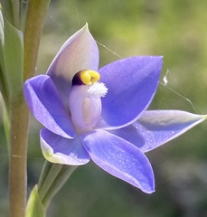 Thelymitra megcalyptra