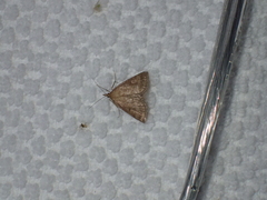 Polypogon tentacularia