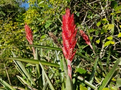 Aechmea distichantha