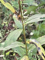 Solidago latissimifolia