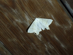 Ourapteryx sambucaria