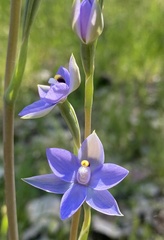 Thelymitra megcalyptra
