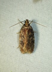 Agonopterix gelidella