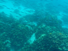 Spratelloides delicatulus