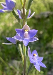 Thelymitra megcalyptra