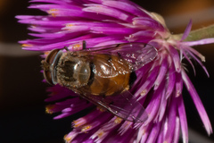 Copestylum haagii