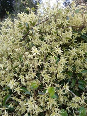 Clematis foetida