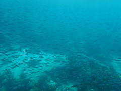 Spratelloides delicatulus