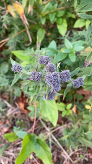 Pycnanthemum