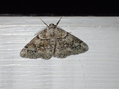 Cleorodes lichenaria