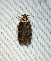 Agonopterix gelidella