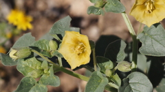 Physalis crassifolia