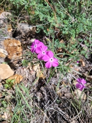 Phlox nana