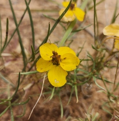 Zinnia grandiflora