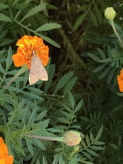 Achyra rantalis