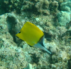 Forcipiger flavissimus