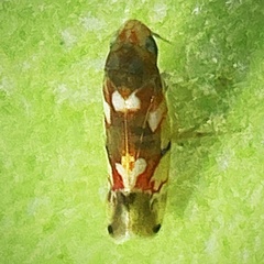 Erythroneura elegans