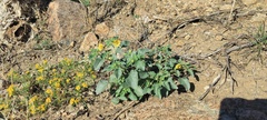 Physalis crassifolia