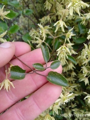 Clematis foetida