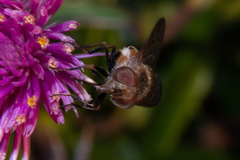 Copestylum haagii