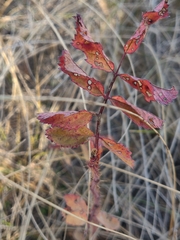 Rosa arkansana