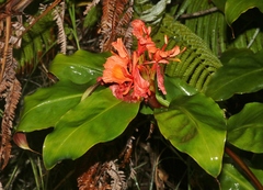 Hedychium greenii