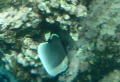 Chaetodon reticulatus