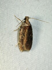 Agonopterix gelidella