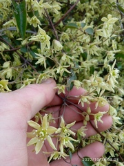 Clematis foetida