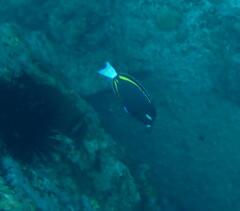 Acanthurus nigricans