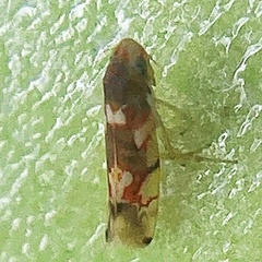 Erythroneura elegans