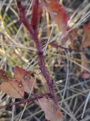 Rosa arkansana