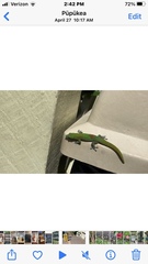 Phelsuma laticauda