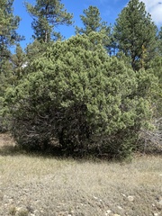 Juniperus monosperma