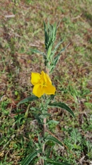 Oenothera mollissima