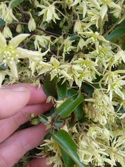 Clematis foetida
