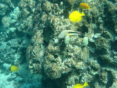 Paracirrhites forsteri