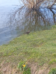 Cinclodes patagonicus