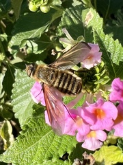 Poecilanthrax lucifer