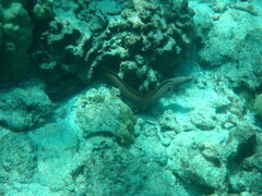 Gymnothorax meleagris