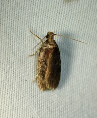 Agonopterix gelidella