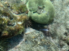 Gymnothorax meleagris