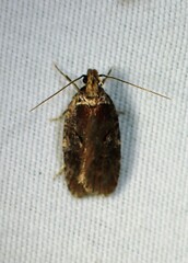 Agonopterix gelidella
