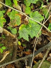 Tiarella