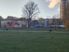 Corvus cornix cornix