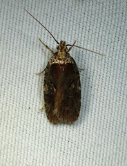 Agonopterix gelidella