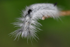 Euproctis haemodetes