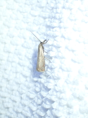 Chrysoteuchia culmella