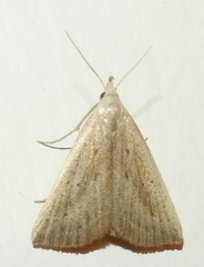 Macrochilo louisiana